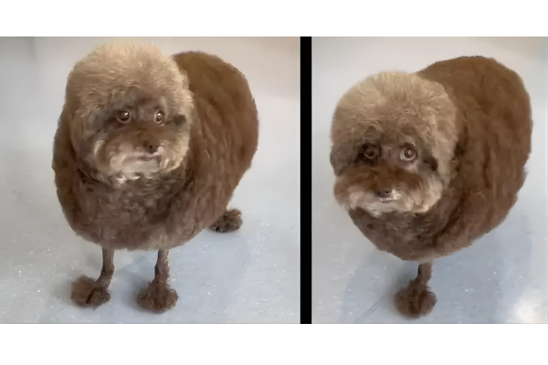 5 Common Pet Grooming Mistakes (and How to Avoid Them)