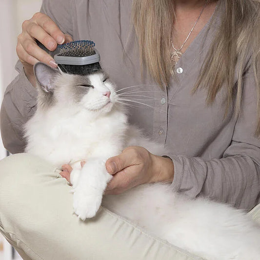 Pet Grooming 101 - Benefits of Pet Grooming