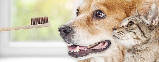 The Benefits of Pet Dental Health: Why Your Pet’s Smile Matters